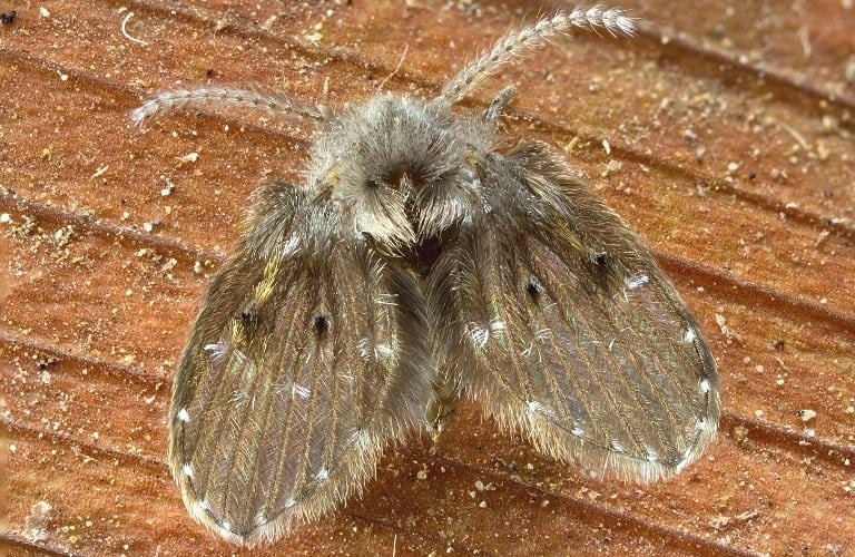 Dorsal view of a tan-colored drain fly.