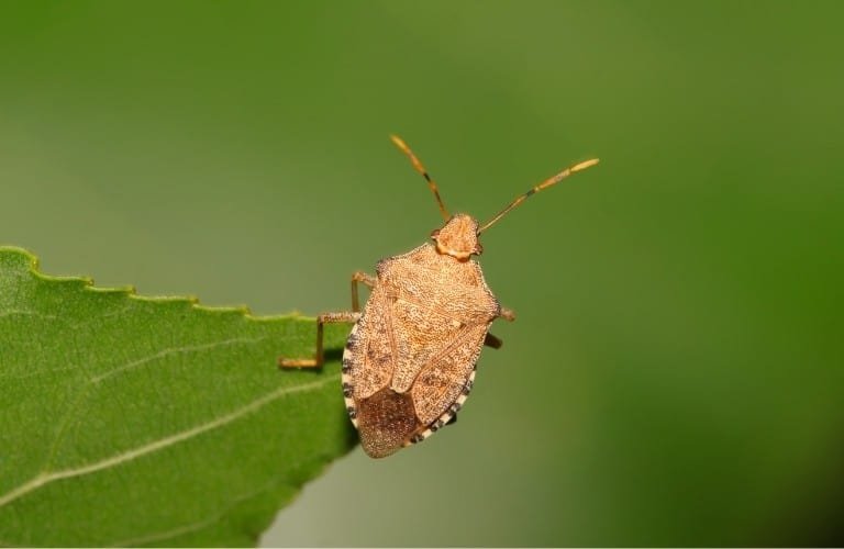 A light brown stink bug on the tip of a serrated leaf.