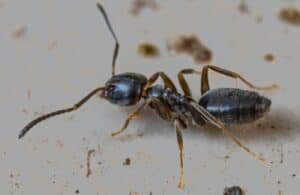 An odorous house ant crawling along a dirty, white surface.