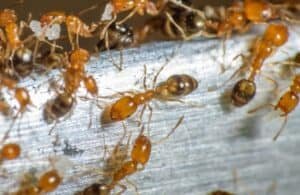 A large number of light brown Pharaoh ants.