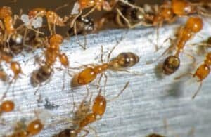 Several red Pharaoh ants searching for food. 