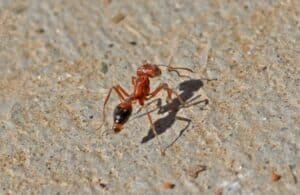 A red ant with specks of sand on its head walking on concrete.