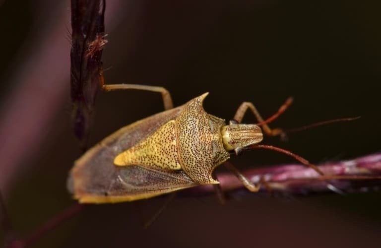 A mature rice stink bug walking up a purple plant stalk.