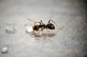 A tiny sugar ant examining a grain of sugar.