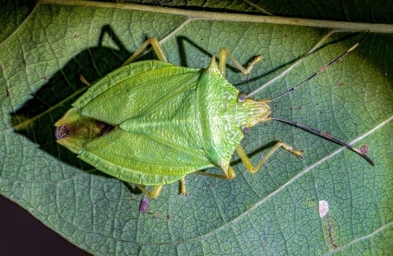 A green spiny shield bug on the underside of a leaf.