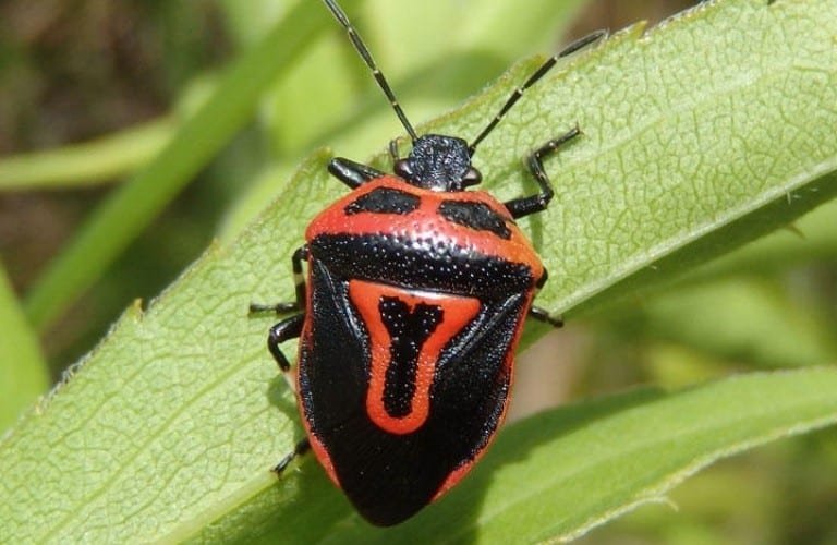 A two-spotted stink with bright red markings on a green leaf.