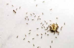 What Are Sugar Ants (And How To Get Rid of Them)