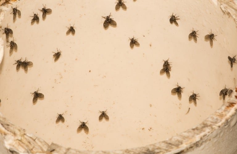 drain flies in kitchen sink