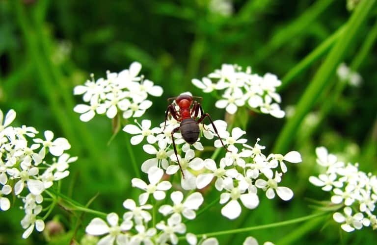 A red and black ant on tiny, white flowers.