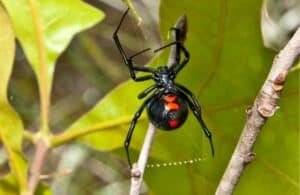 What To Do When You Find a Black Widow Spider?