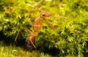 A yellow crazy ant at the edge of landscaped plants.