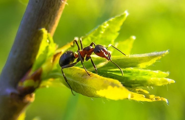 An ant on newly sprouted leaves of a young tree.