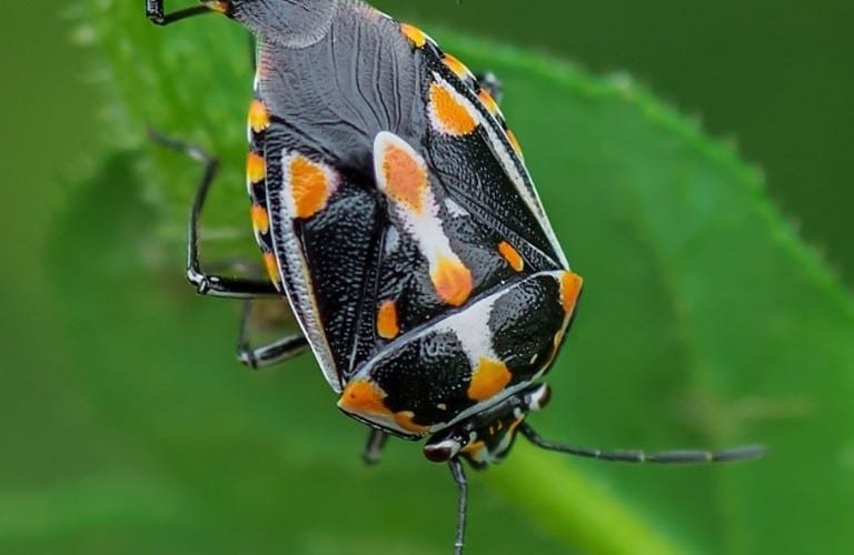 A bagrada bug with black, orange, and white markings.