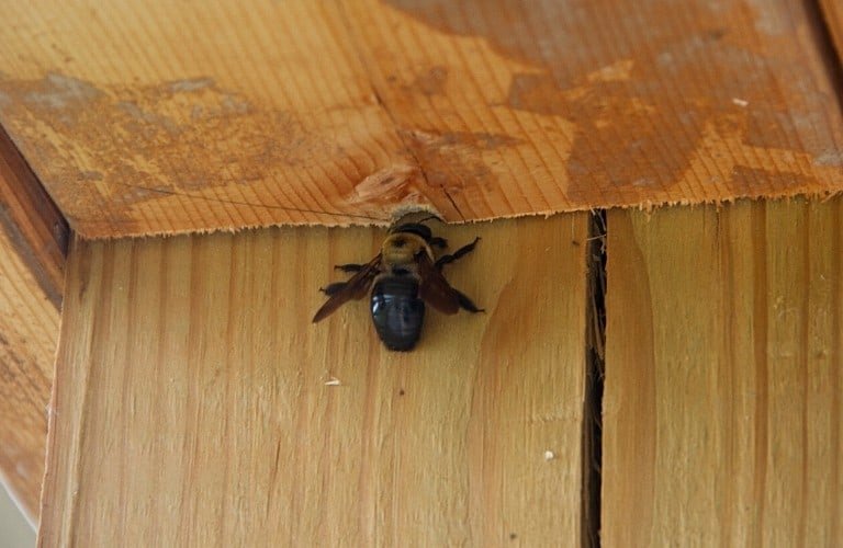 A carpenter entering its hole in a wood beam.