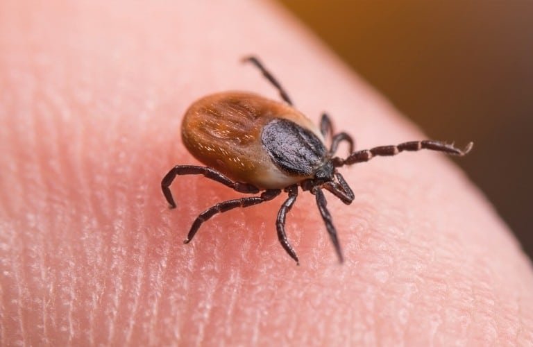 A blacklegged tick walking on a person's fingertip.