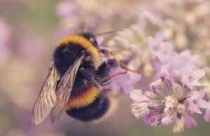 A bumble bee clinging to tiny purple flowers.