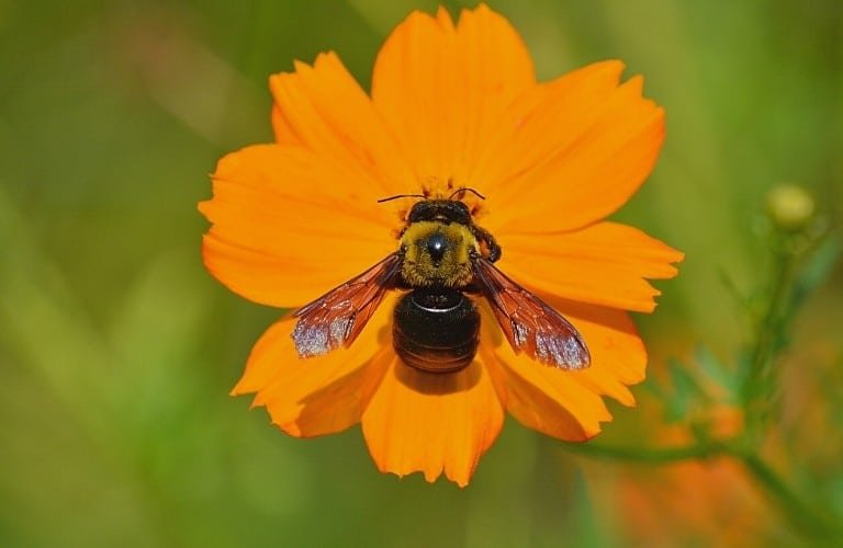 A carpenter bee investigating an orange flower.