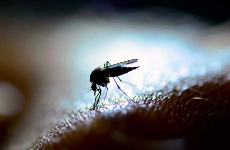 A mosquito on human skin with a bright light in the background.