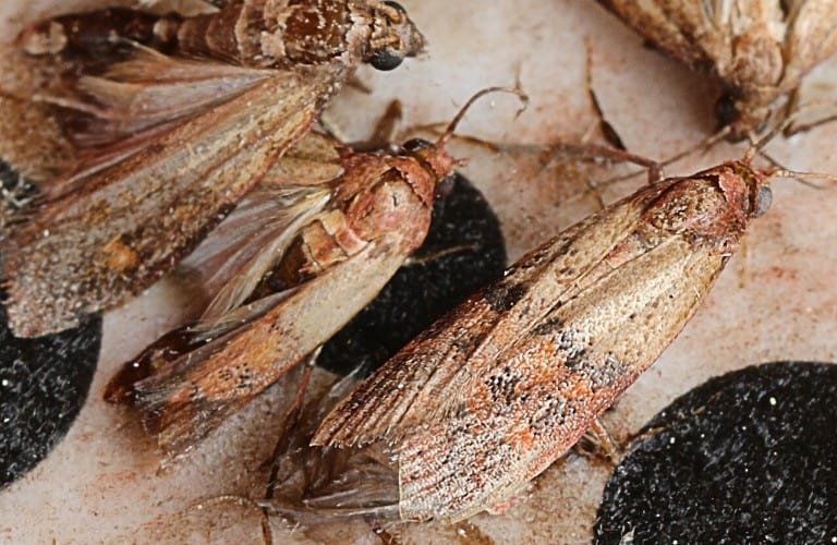 How Long Do Moths Live Inside a House?