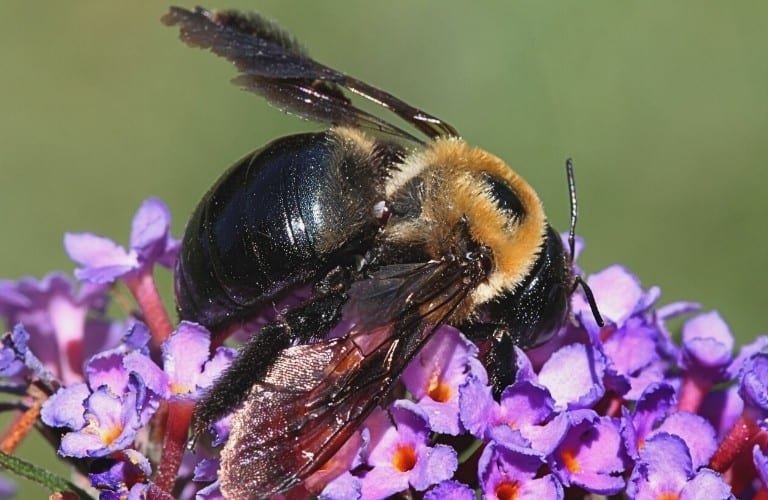 A carpenter bee with a shiny black abdomen on purple flowers of a butterfly bush.