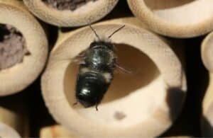 A mason bee heading for her nest inside a bamboo tube.