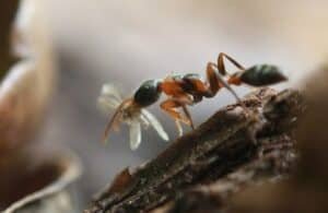 An oak ant on a branch with a flying insect in its jaws.