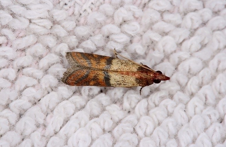 A pantry, or food, moth on white carpet.
