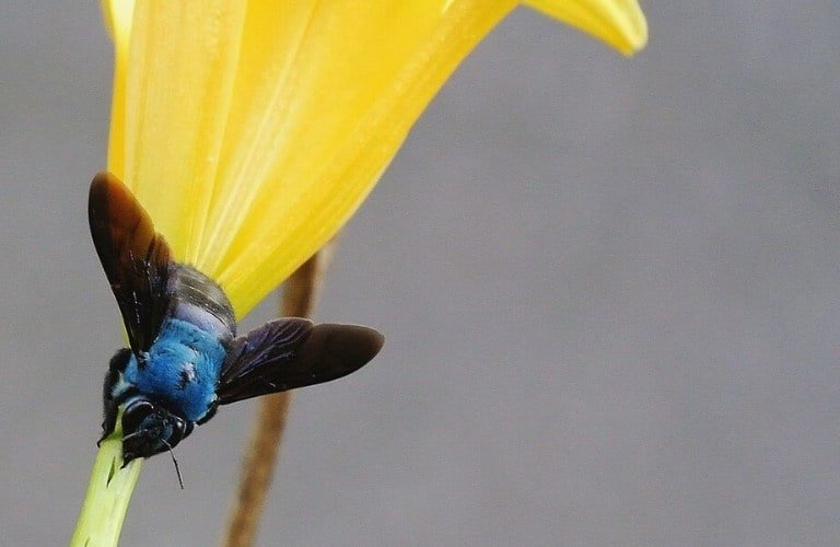 A blue carpenter bee on the stem of a yellow flower.