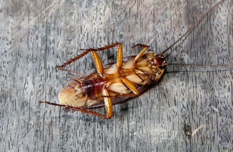 A dead roach lying upside down on a piece of weathered wood.