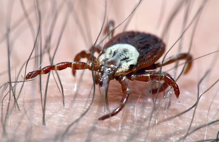 An up-close image of a wood tick on a man's skin.