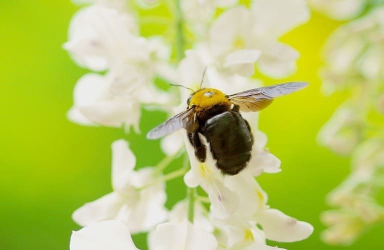 A carpenter bee hovering over small white flowers.
