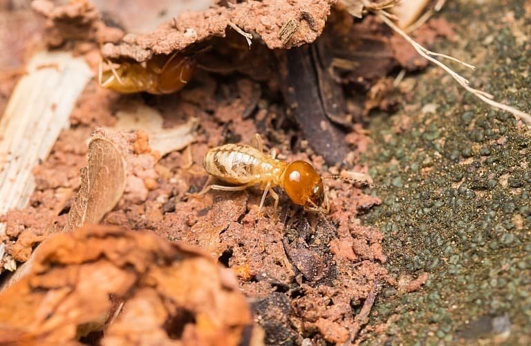 A single termite with a large, orange head.