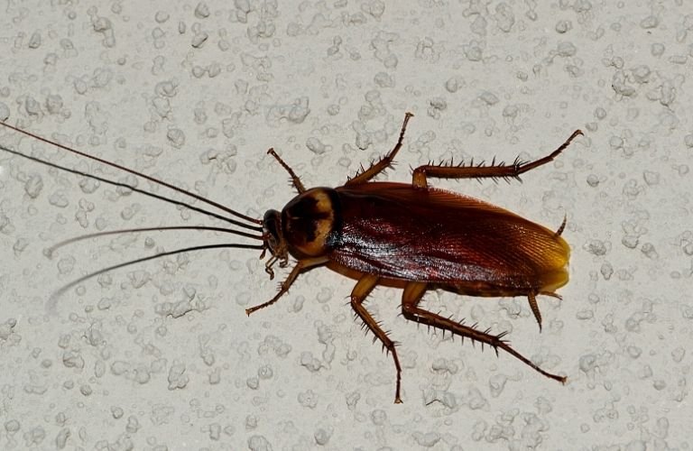 An American Roach on a white, textured surface.