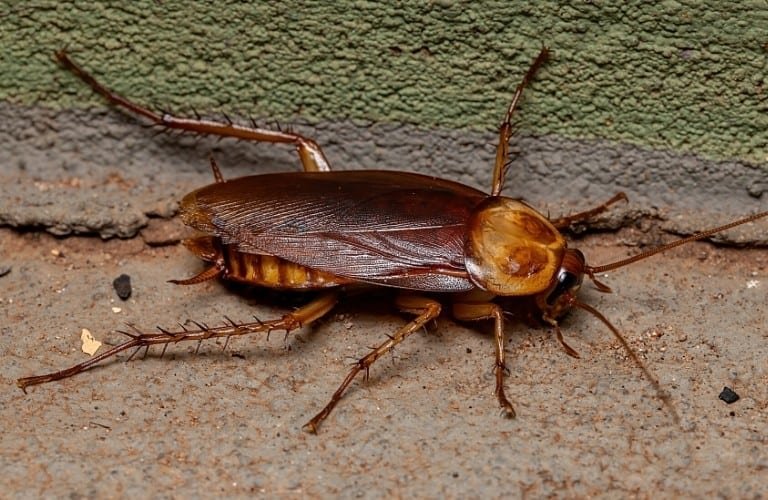 An American cockroach on beige and green cement.