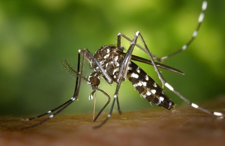 An Asian tiger mosquito preparing to feed.