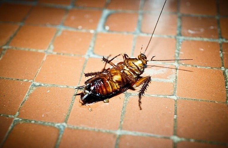 A dead cockroach upside down on a tile floor.