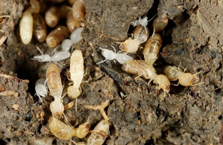 A group of soldier and worker termites.