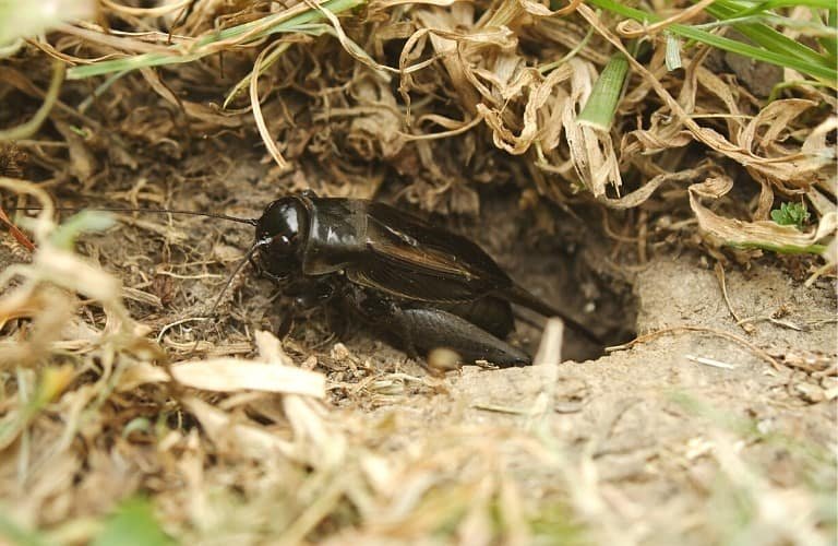 A fall field cricket emerging from a hole in the ground.
