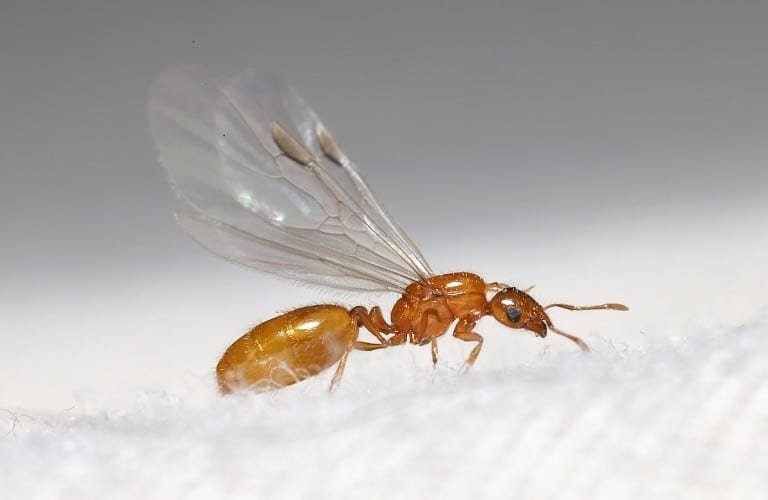 A red ant with wings.