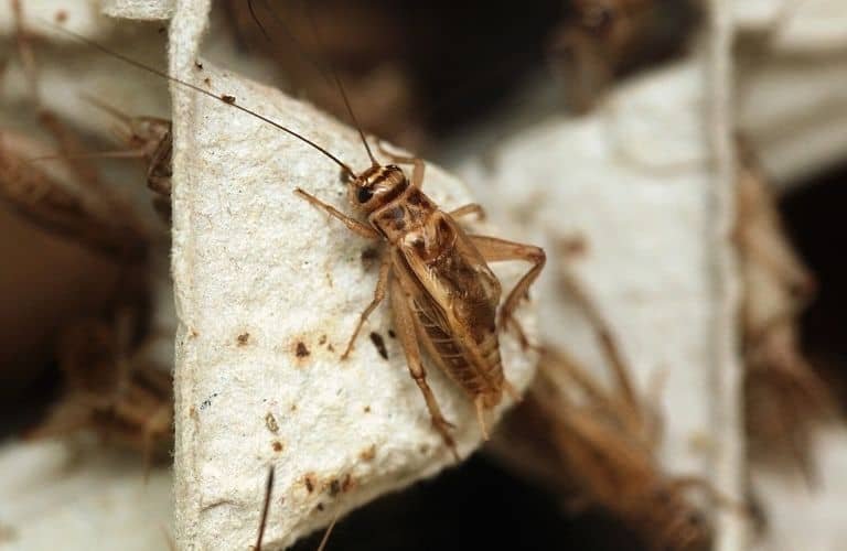 A house cricket on the side of a cardboard egg carton.