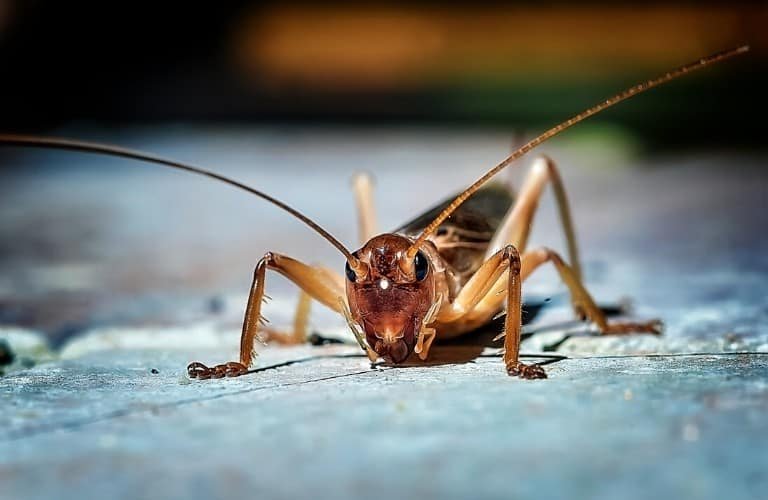 A close-up, frontal view of a cricket.