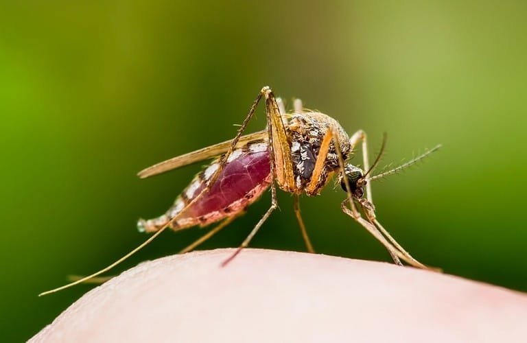 A mosquito biting a person's knee.