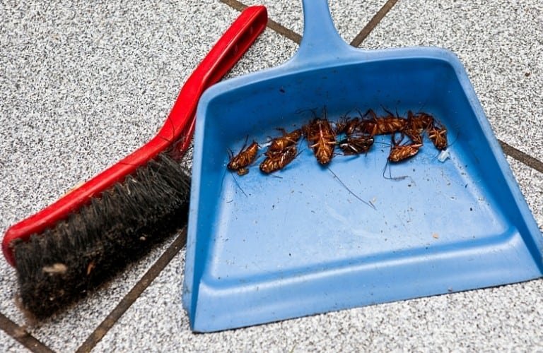 Several dead roaches in a dustpan with a small broom on the floor.