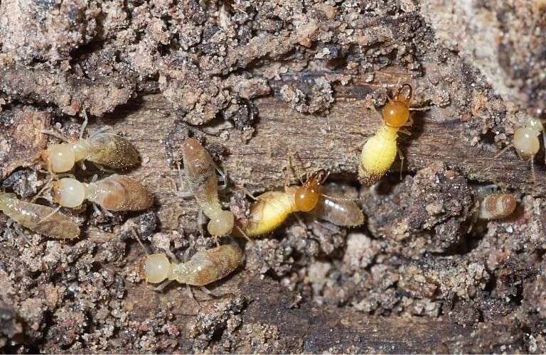 Several small, pale termites working on an old piece of wood.