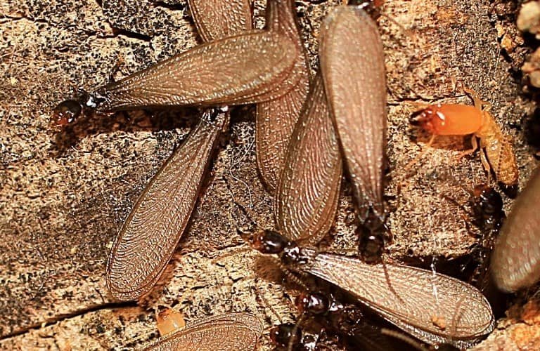 Several termites with wings and a soldier termite.