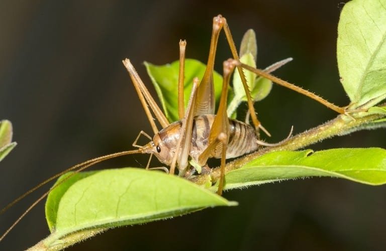 A light brown camel cricket perched on a leafy stem.