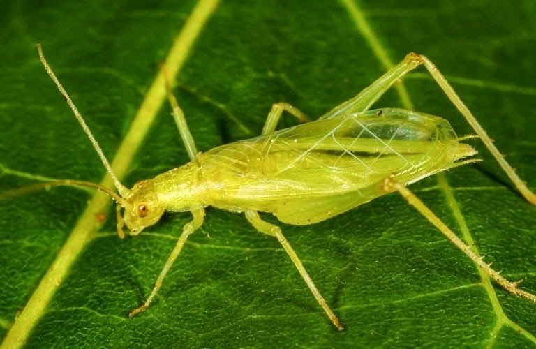 A tree cricket on a dark green leaf.