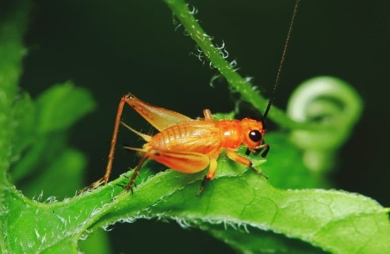 Crickets - Home Pest Removal