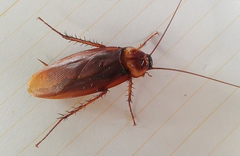 A light-brown cockroach walking across a clean, white surface.