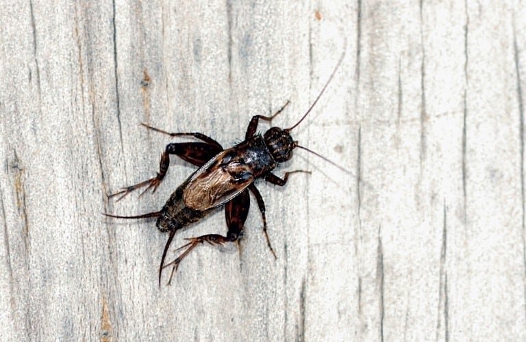 A ground or wood cricket on light-colored board.